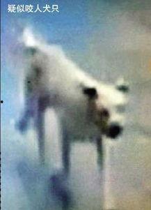 打疯狗视频,街头惊现恶犬咬人，勇敢市民紧急施救